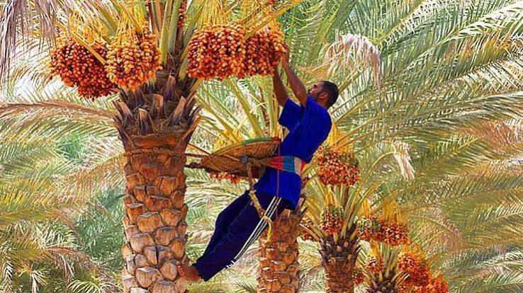 لحظات برداشت خرما
