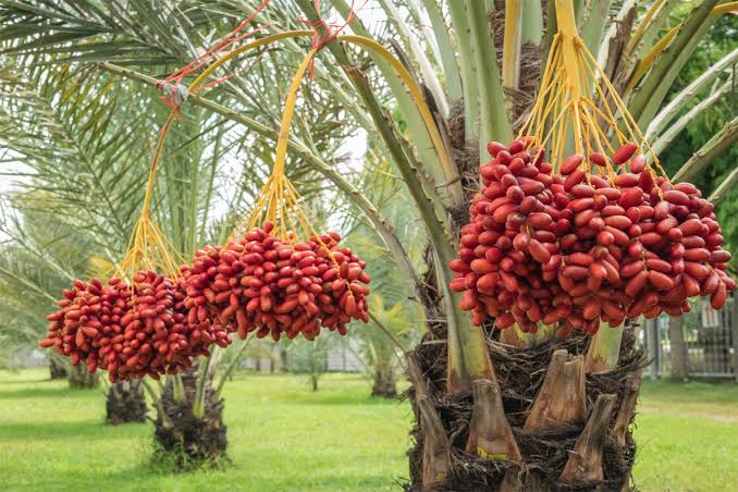 چرا خرمای پیاروم، لوکسترین خرماي جهان است؟