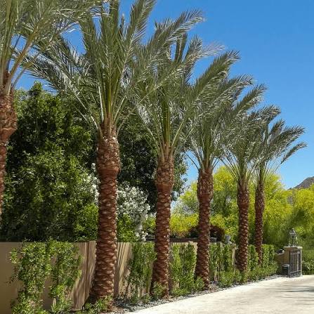 ارزش غذایی و خواص درمانی خرمای پیاروم؛ یک معجزه طبیعی از جنوب ایران